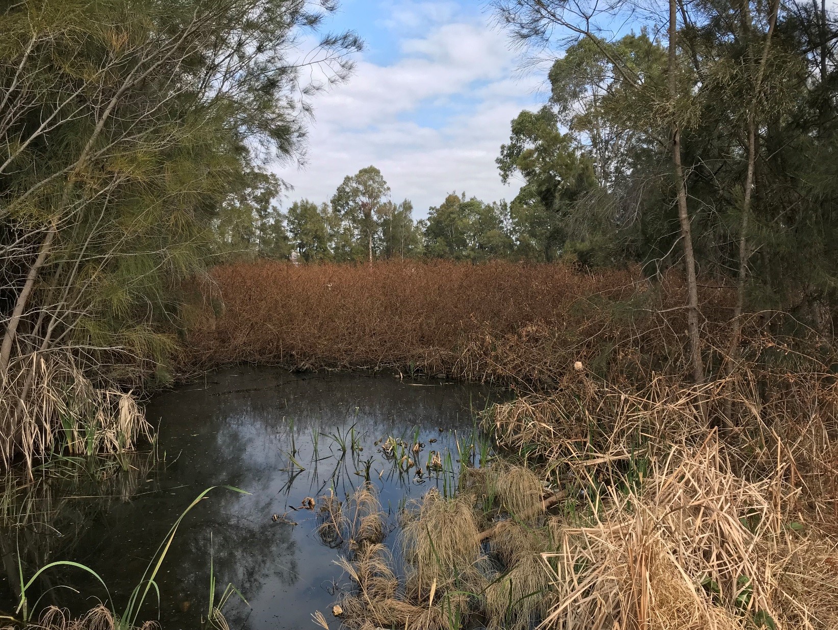 andromeda wetland