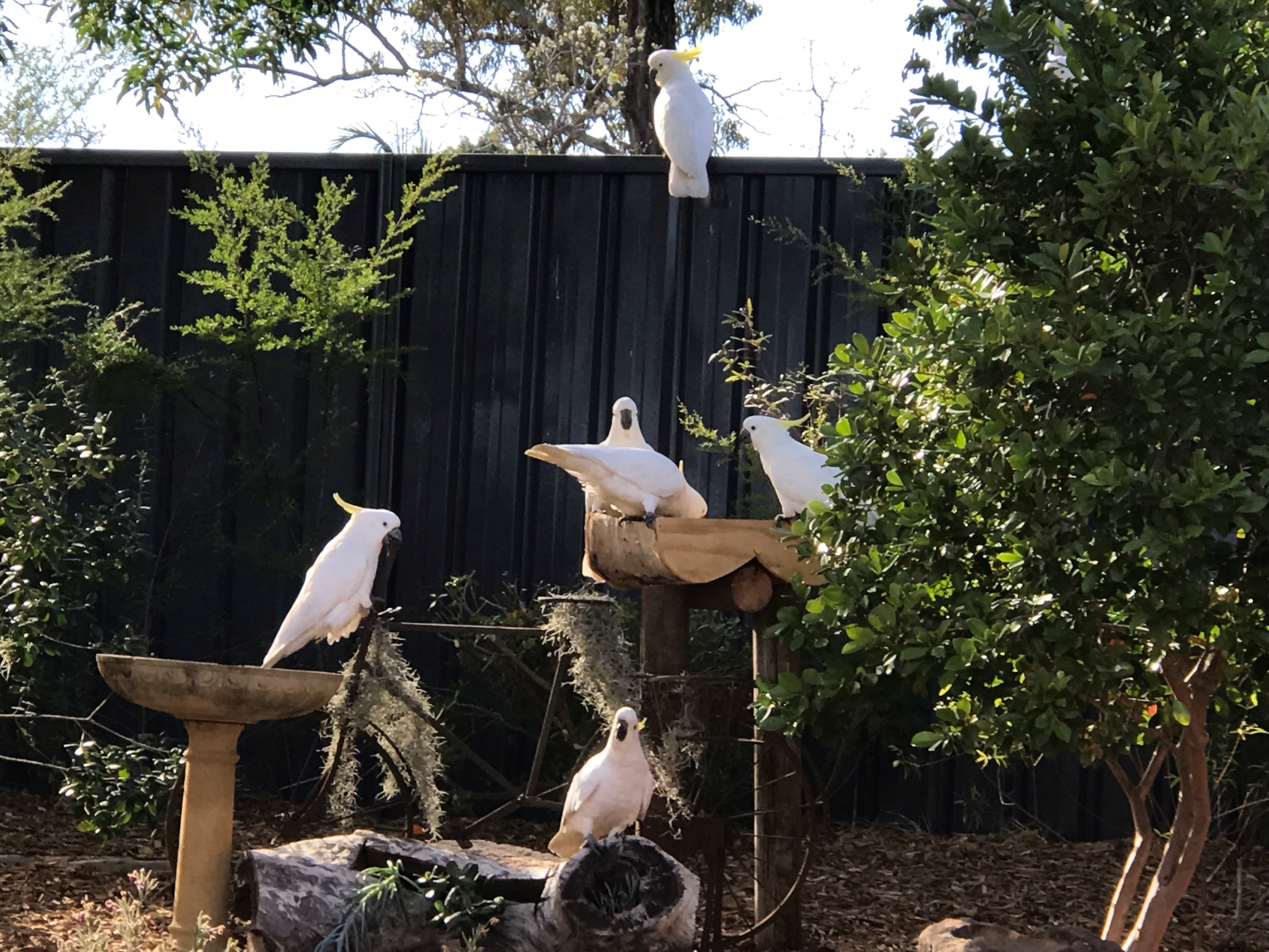 bird feeding