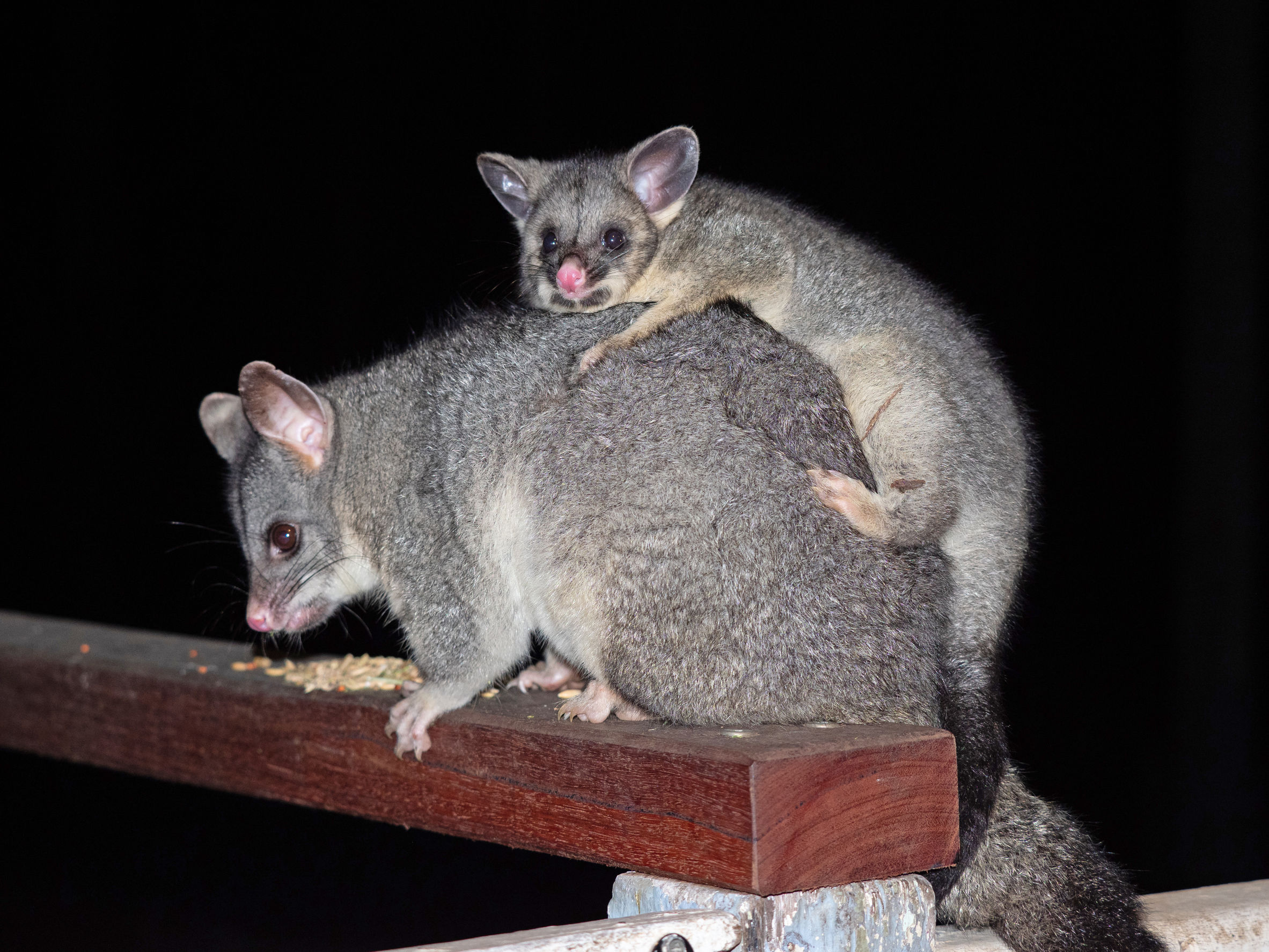 brushtail possum