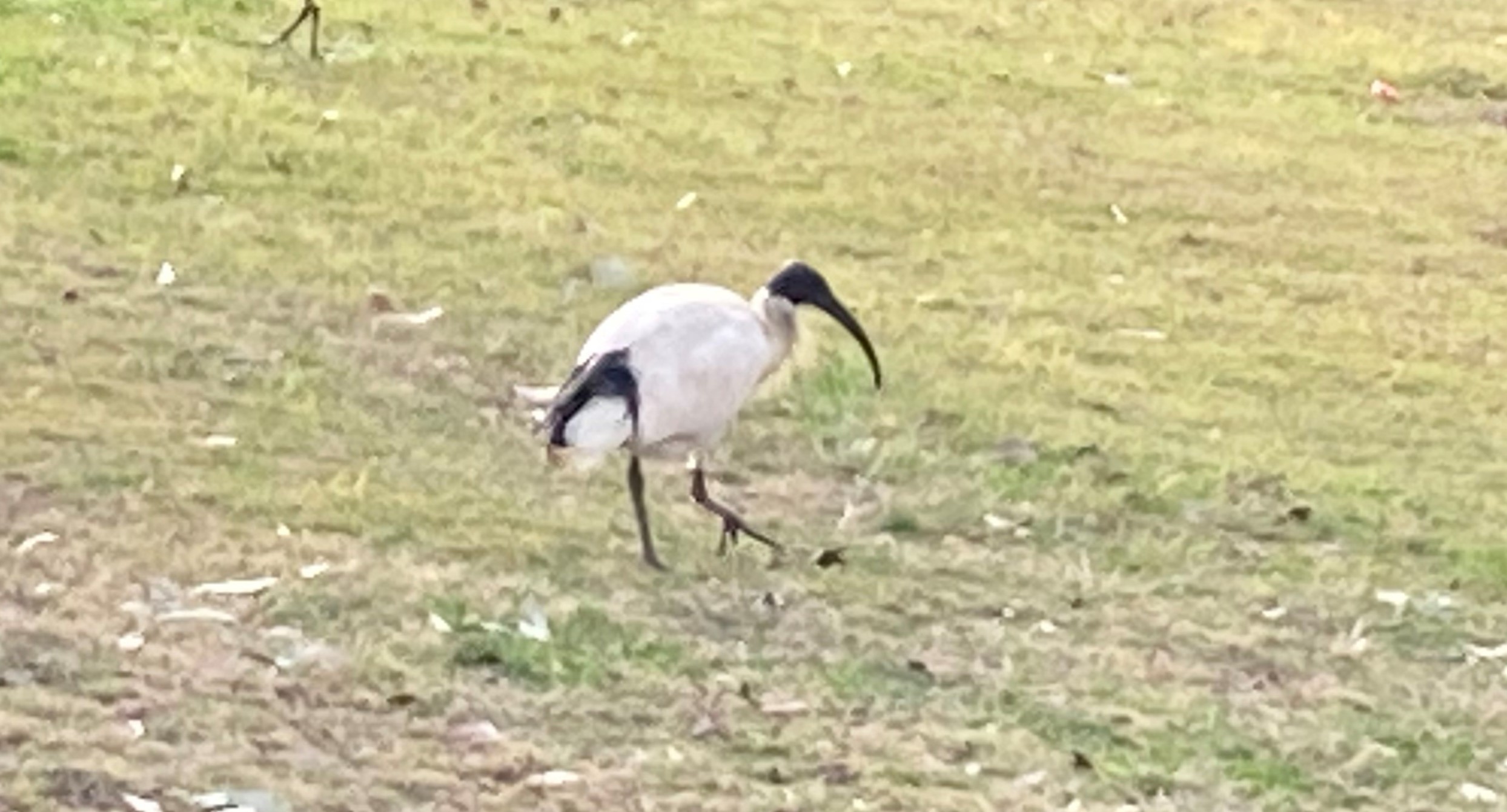 ibis 1