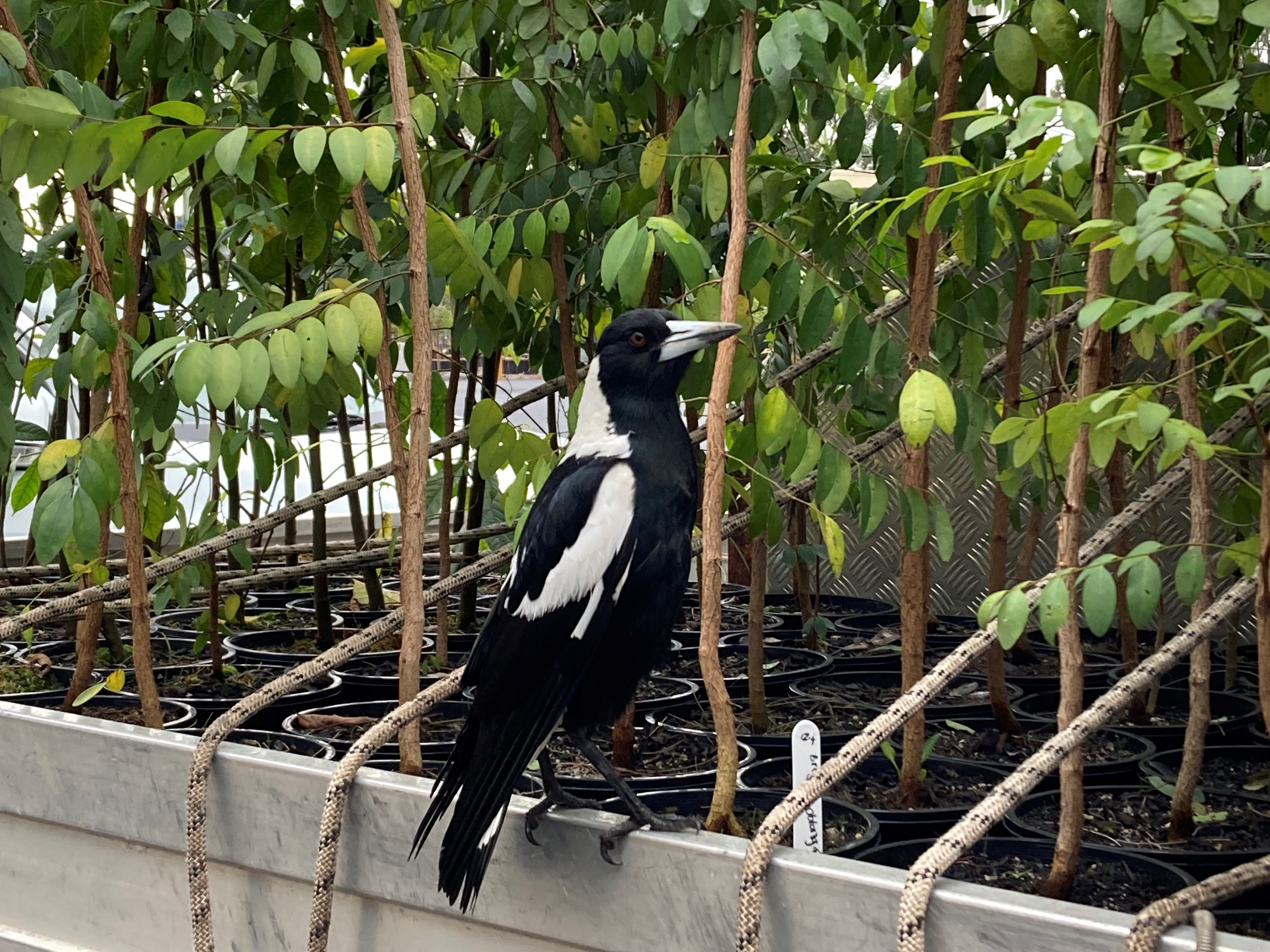 magpie 1