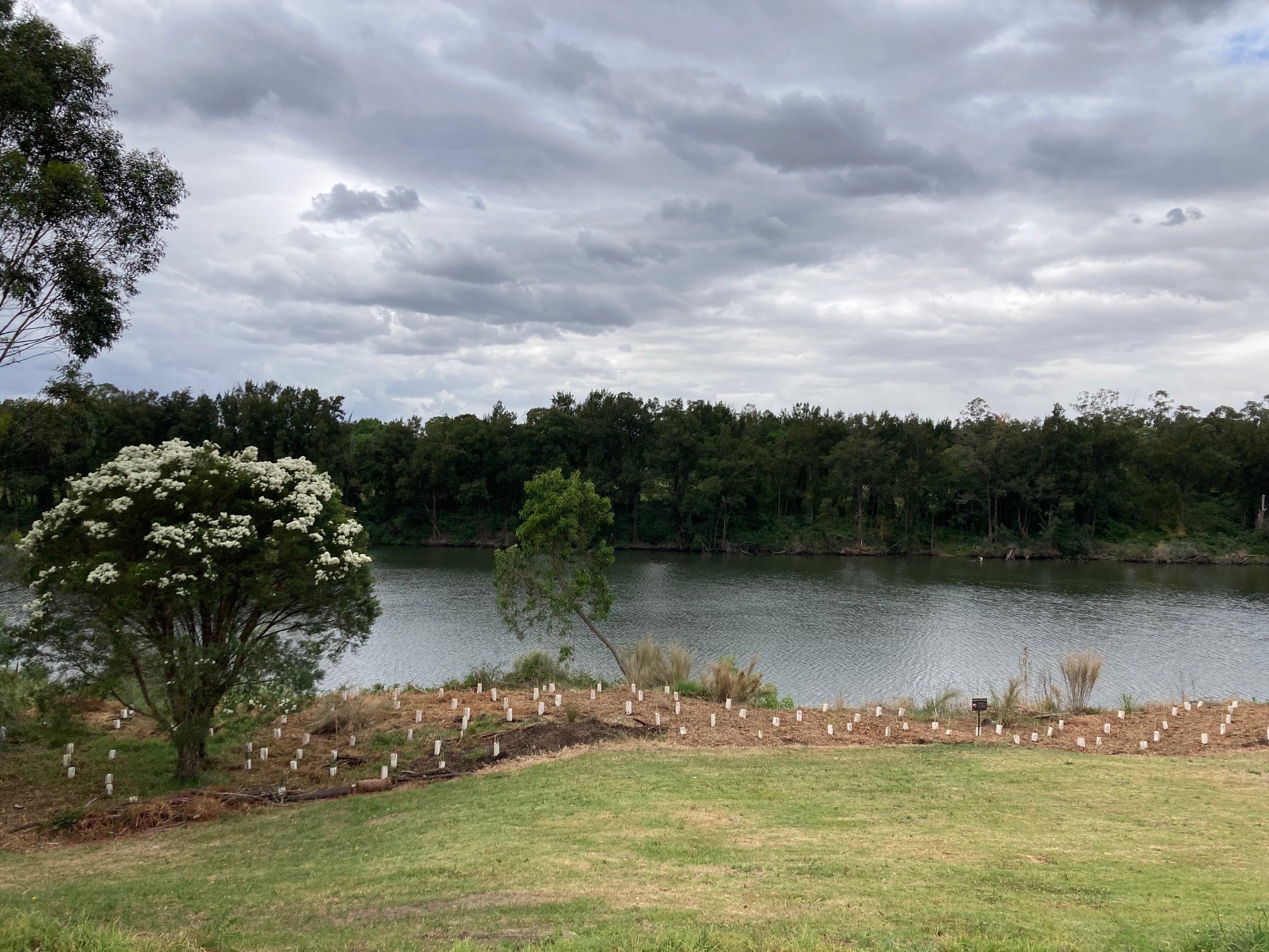 Overlooking a part of the riverbank, volunteers have planted trees to increase tree canopy.