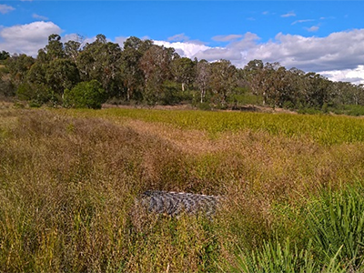 Constructed Wetland south side 