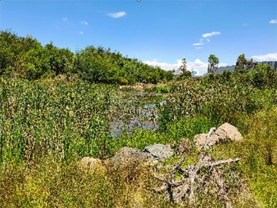 Constructed wetlands