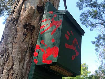 Bushcare Volunteering box