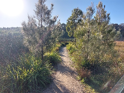 Walkway between wetlands