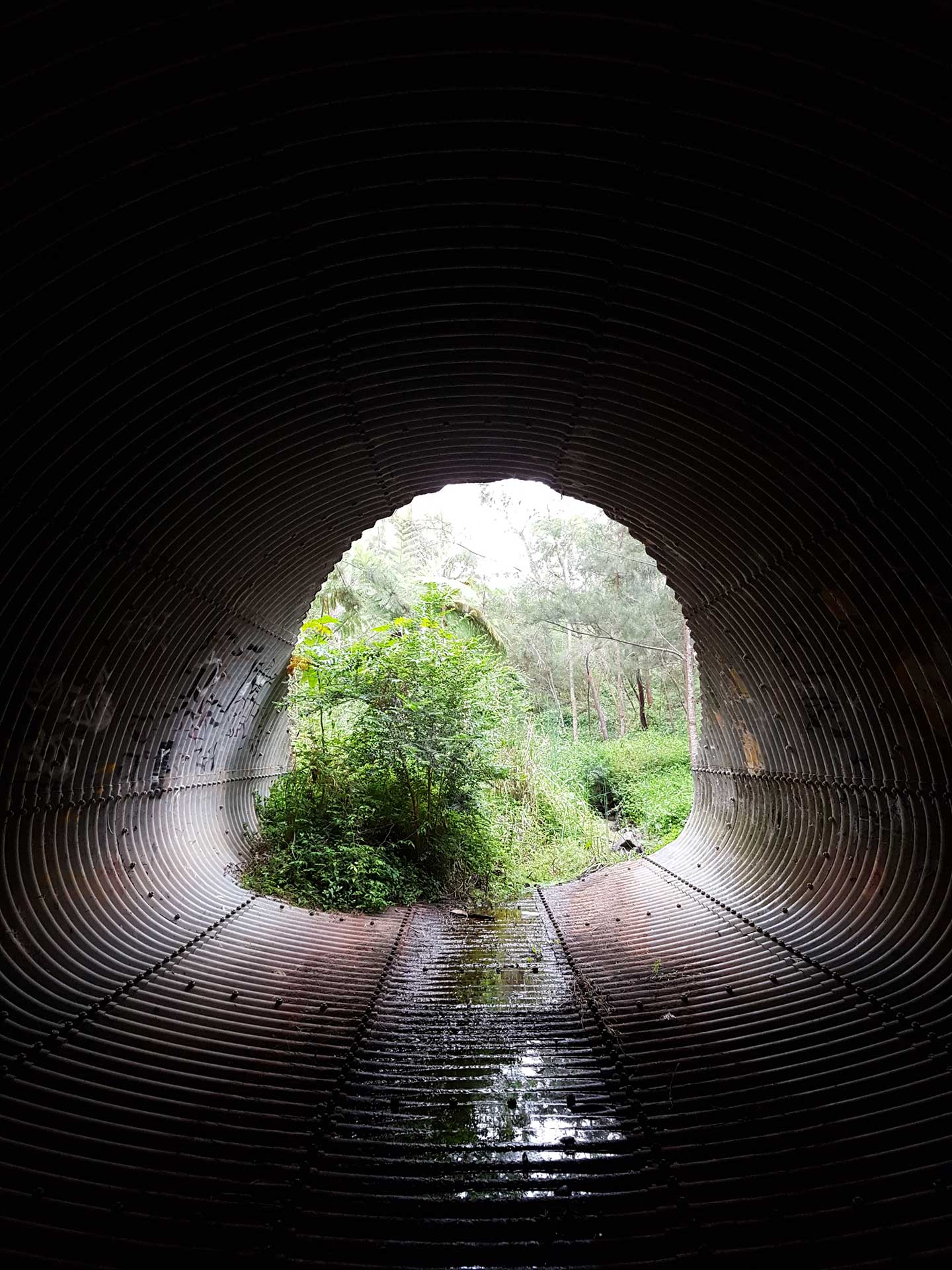 First Place - Laura Payne (Title: Forest Tunnel)