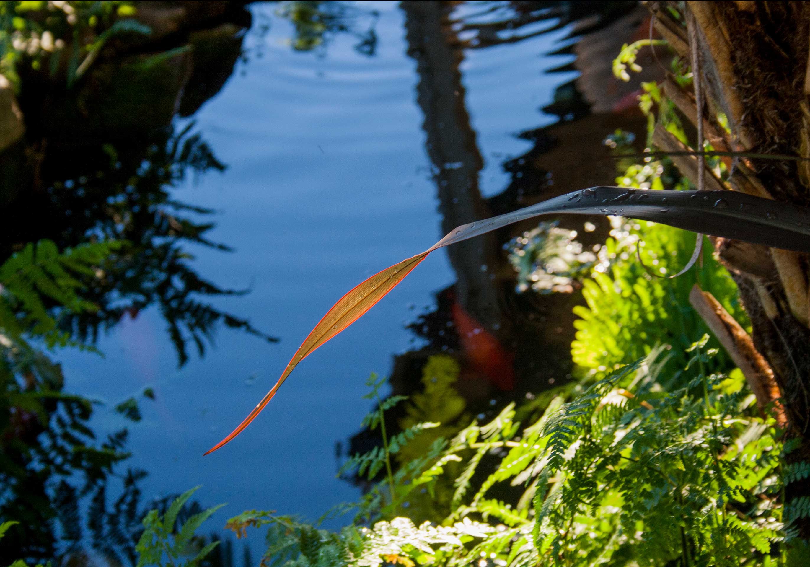 Second Place - Giorgia Apap (Title: Amongst the ferns)